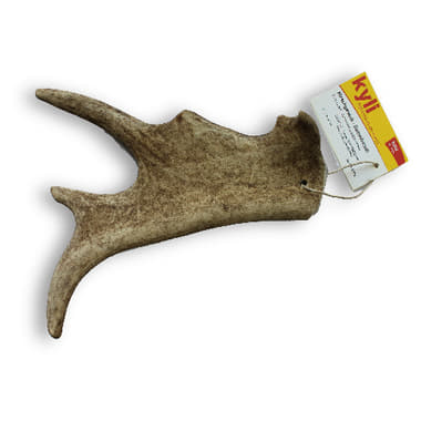 Bois de cerf daims