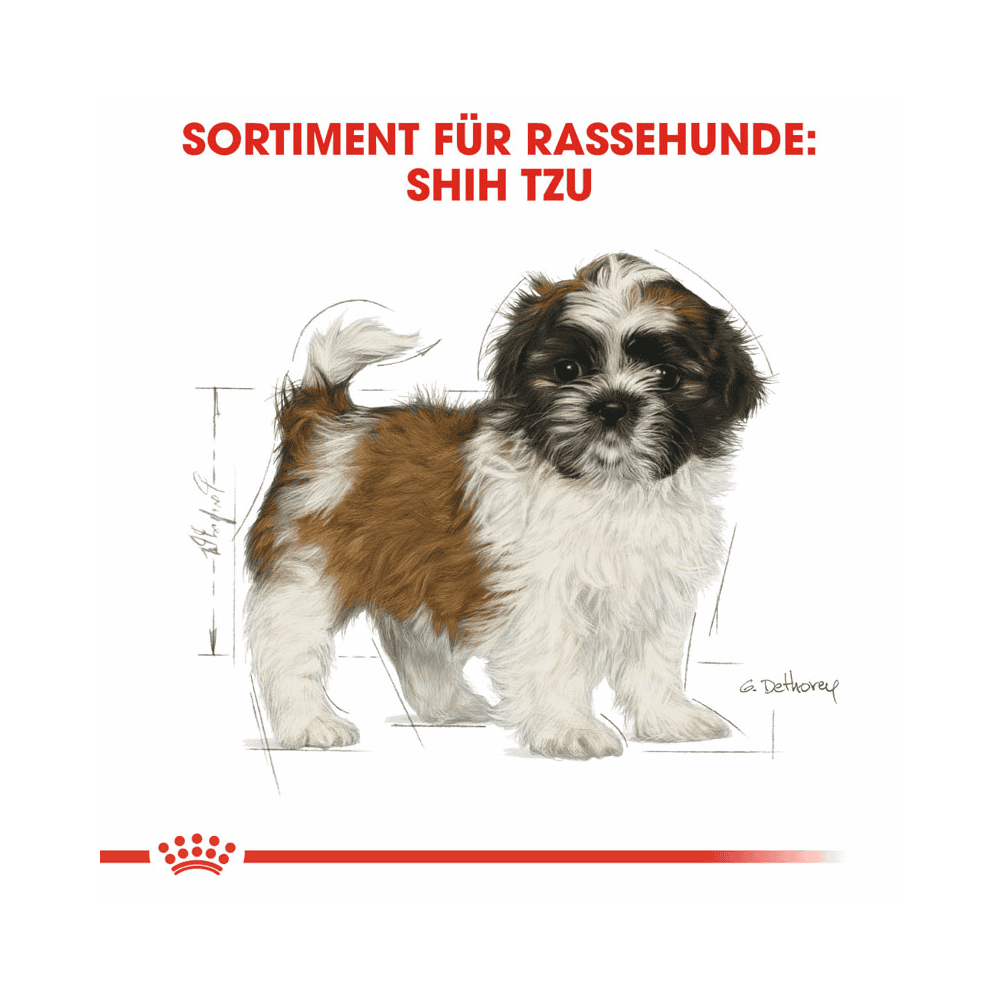 Shih Tzu Puppy