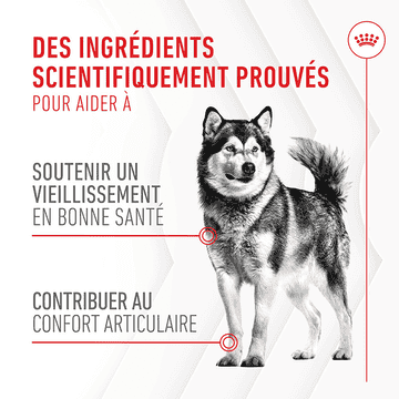 Joint & Ageing Chews Adult Supplements