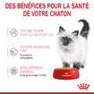 Kitten en gelée - sachet