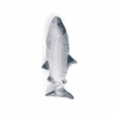 Jittering Fish