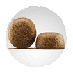 Large Breed au saumon