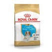 Cavalier King Charles Puppy