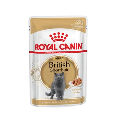 British Shorthair en sauce