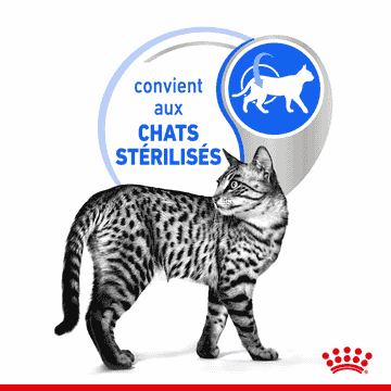 Indoor Cat 7+ en sachet