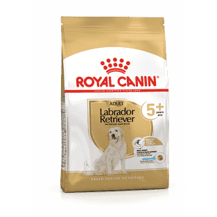 Labrador Retriever 5+