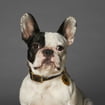Bilbao Similpelle Halsband für Hunde in braun