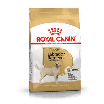 Labrador Retriever