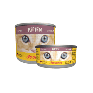 Kitten boîte