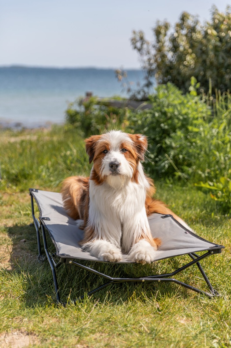 Camping-Bett für Hunde