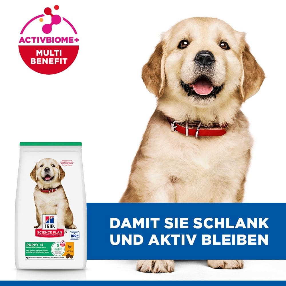 Puppy Large Breed
