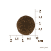 Dog Adult True Fresh - Frisches Rind
