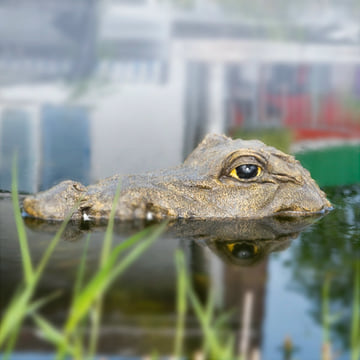 Tête de crocodile flottante
