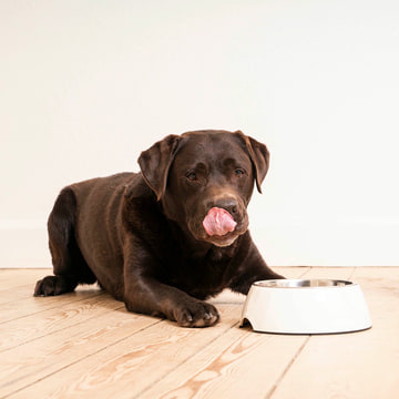 HPM Wet Adult Dog Digestive Support