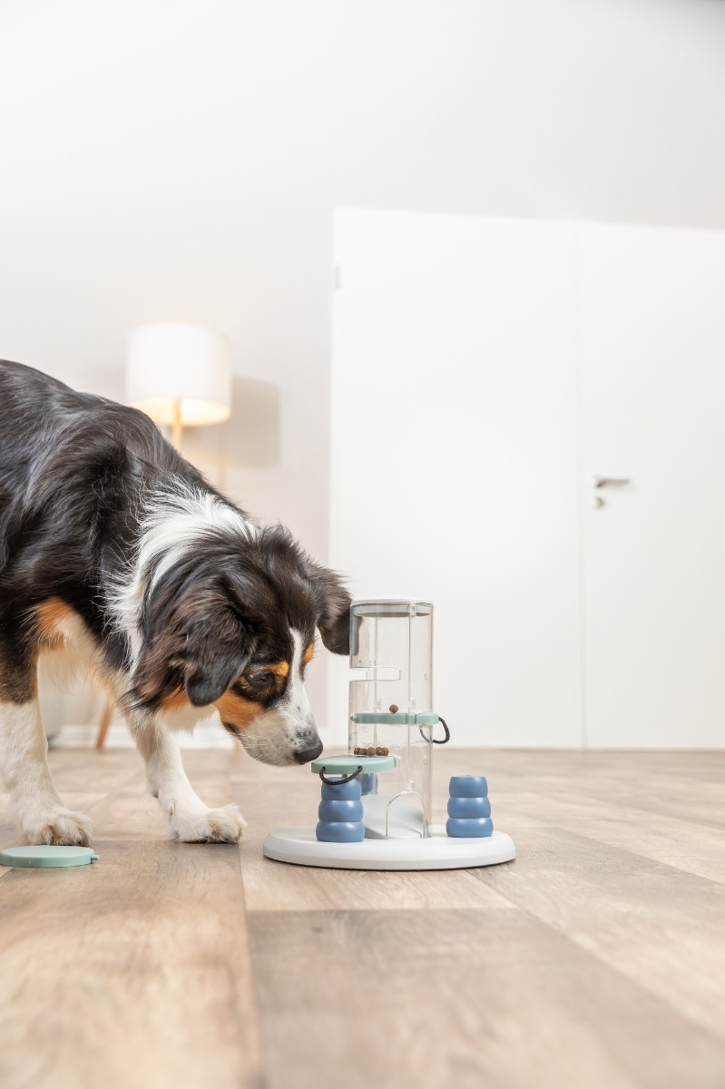 Dog Activity Gambling Tower