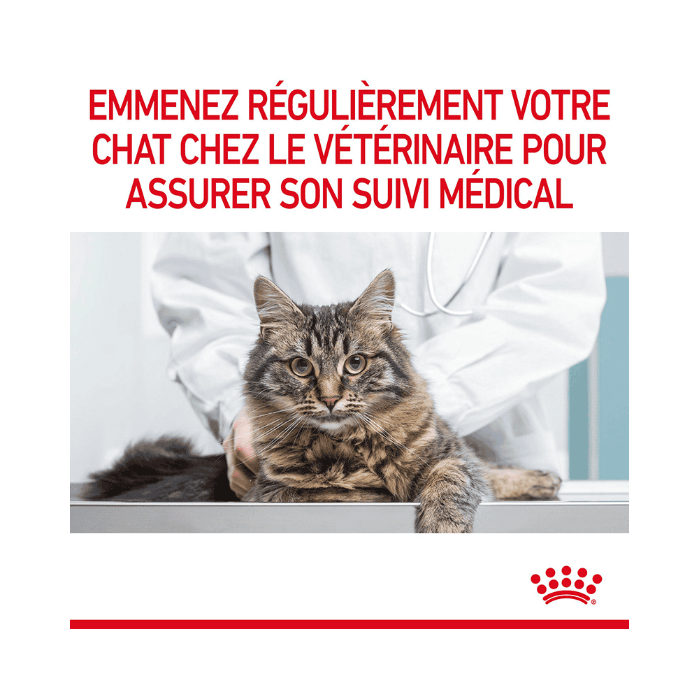 Urinary Care Cat