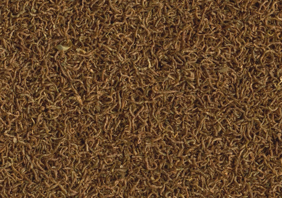 Delica Larves de moustiques