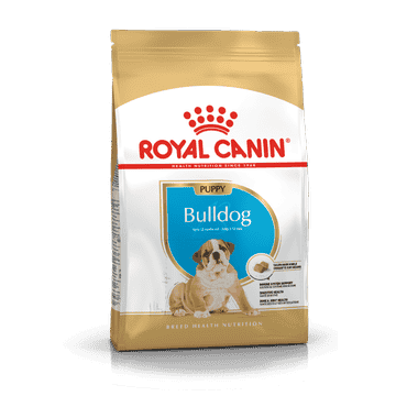 Bulldog Anglais Puppy