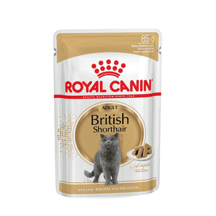 British Shorthair en sauce