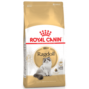 Ragdoll
