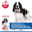 Canine Adult Medium Breed Chicken