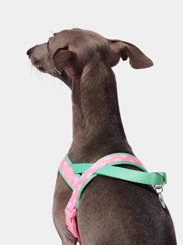 Leash Flora