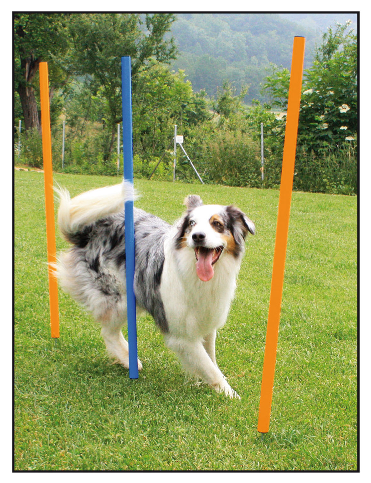 Set de slalom d’agility