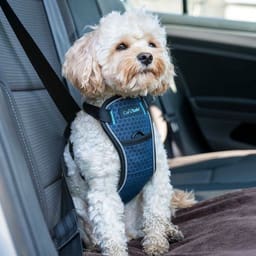 Harnais de sécurité pour voiture