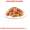 Instinctive en gelée - sachet
