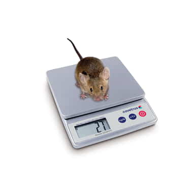 digitale Kleintierwaage