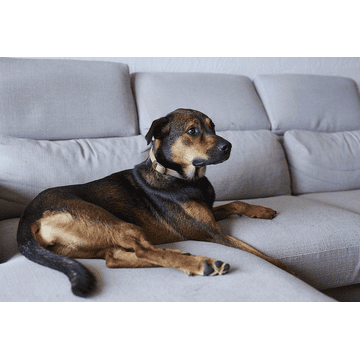 Zenidog Halsband