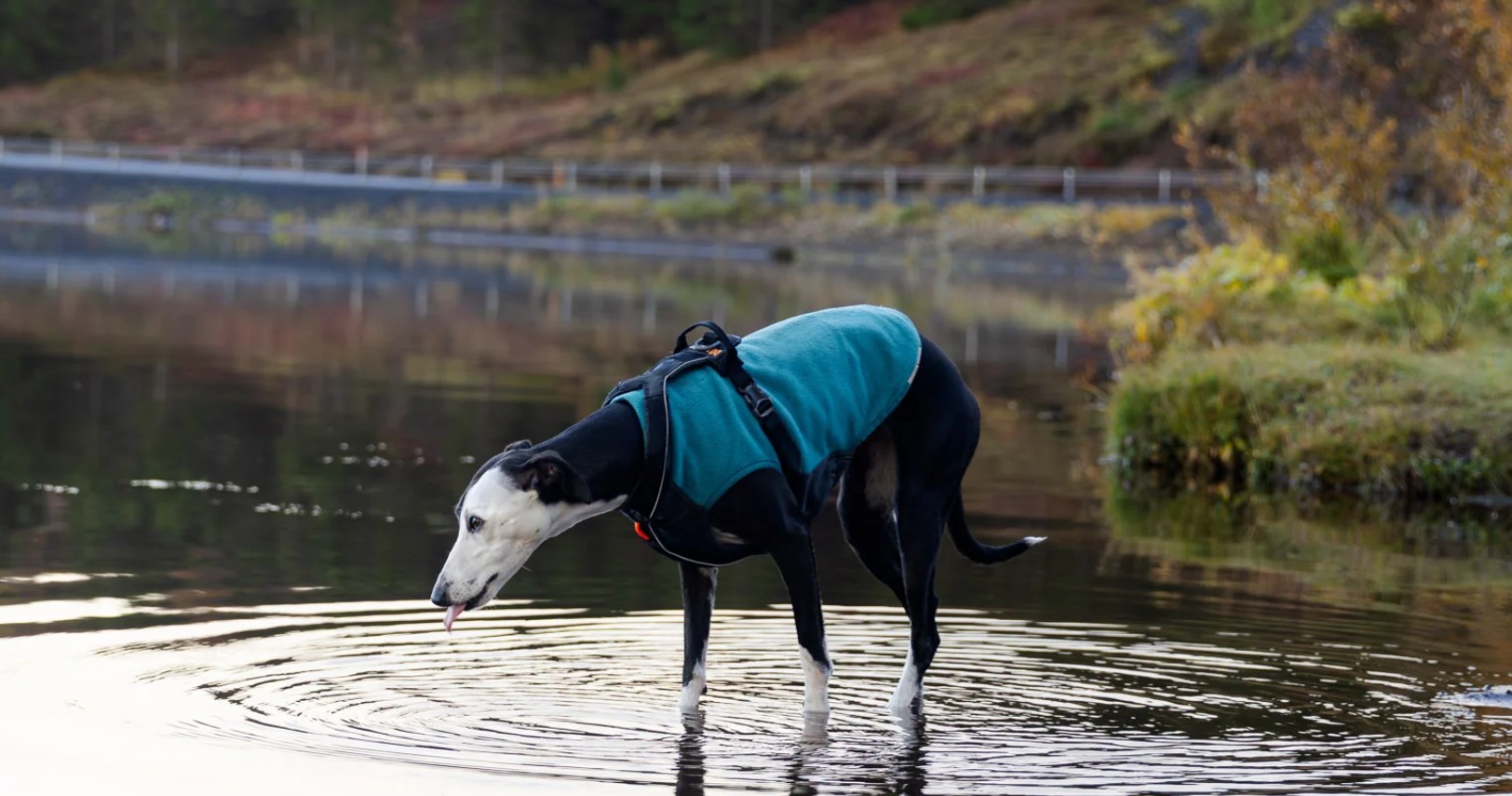 Pull en laine polaire Trail Quest Teal