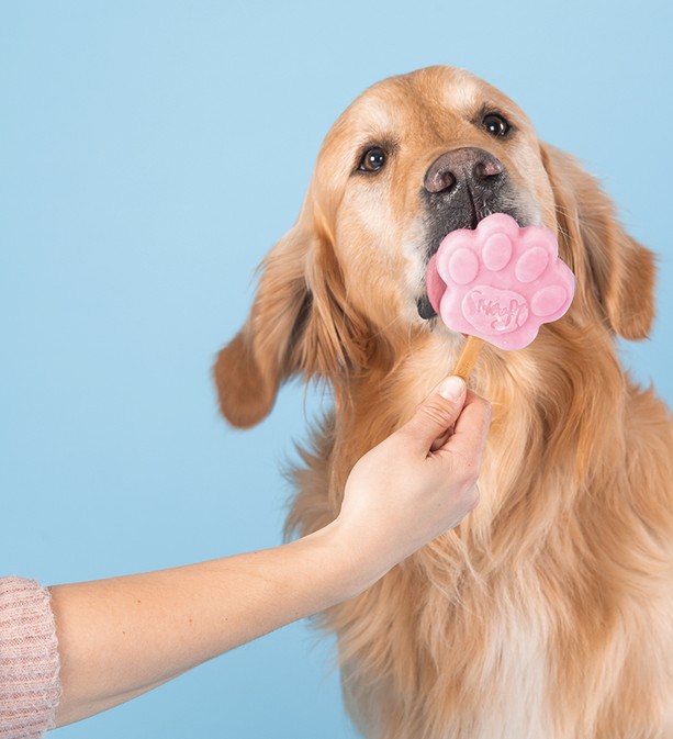 Crème glacée pour chiens