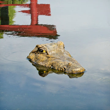 Tête de crocodile flottante