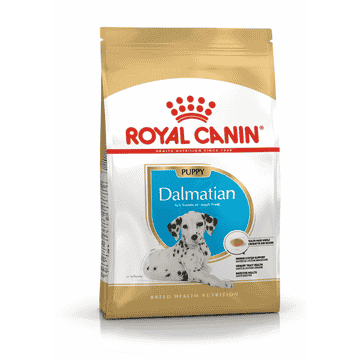 Dalmatiner Puppy