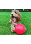 Boomer Ball