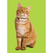 Collier GPS CAT pour chats