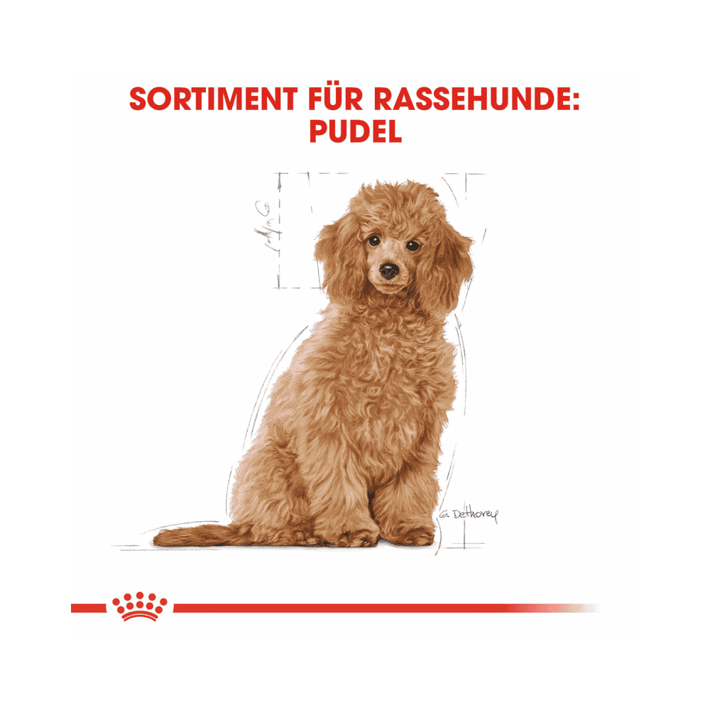 Caniche Puppy