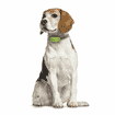 DOG GPS-Tracker für Hunde