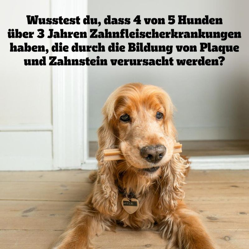 DentaStix large