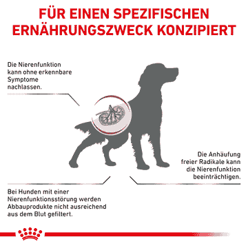 Early Renal Dog