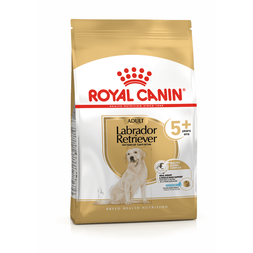 Labrador Retriever 5+