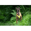 Vary Mantrailer, bright yellow/orange