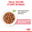 Kitten en sauce - sachet