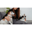 Zenidog Halsband
