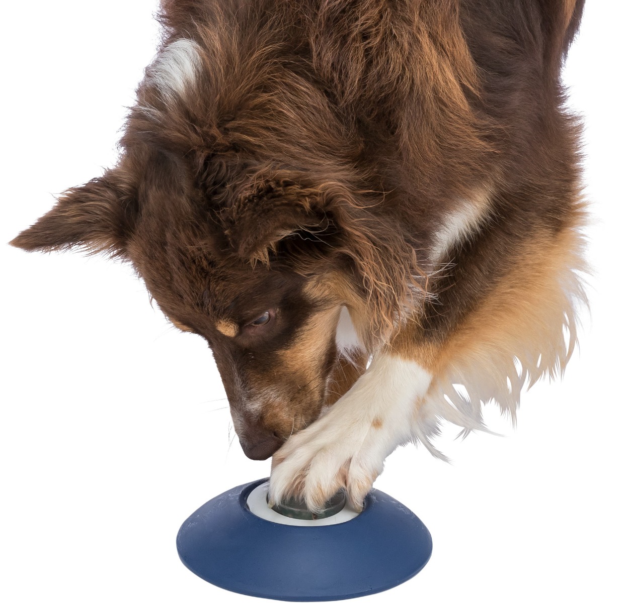 Dog Activity Memory Trainer 3.0