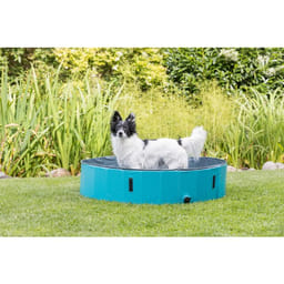 Piscine pour chiens