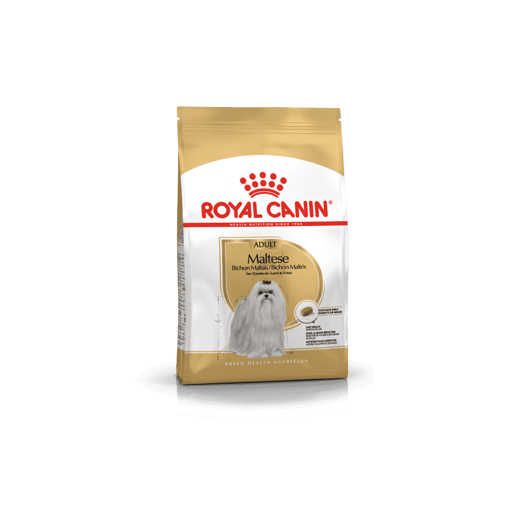 Bichon Maltais