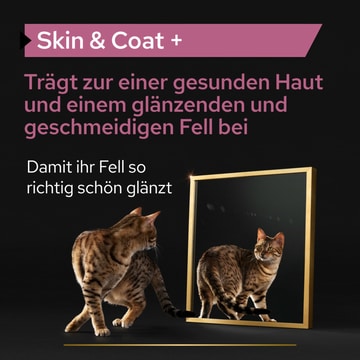 Cat Skin & Coat +