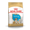 Bulldog Anglais Puppy